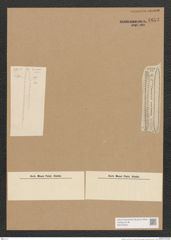 Surirella sp. (de-Toni-Nr.: Genus 53) Zeichnungen Sammlung Grunow Nr. 4853 (NHMW-BOT-W0373029)